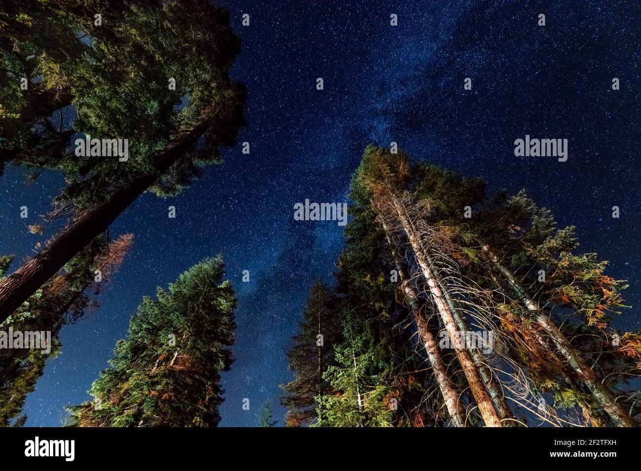 Una vista delle stelle con pineta in primo piano. Tiro notturno nella foresta. Foto Stock