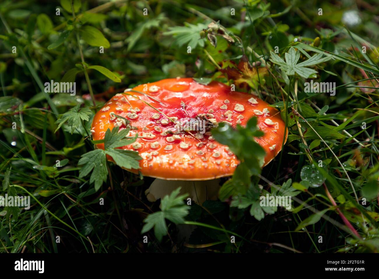Amanita fungo velenoso nella foresta (fuoco selettivo) Foto Stock