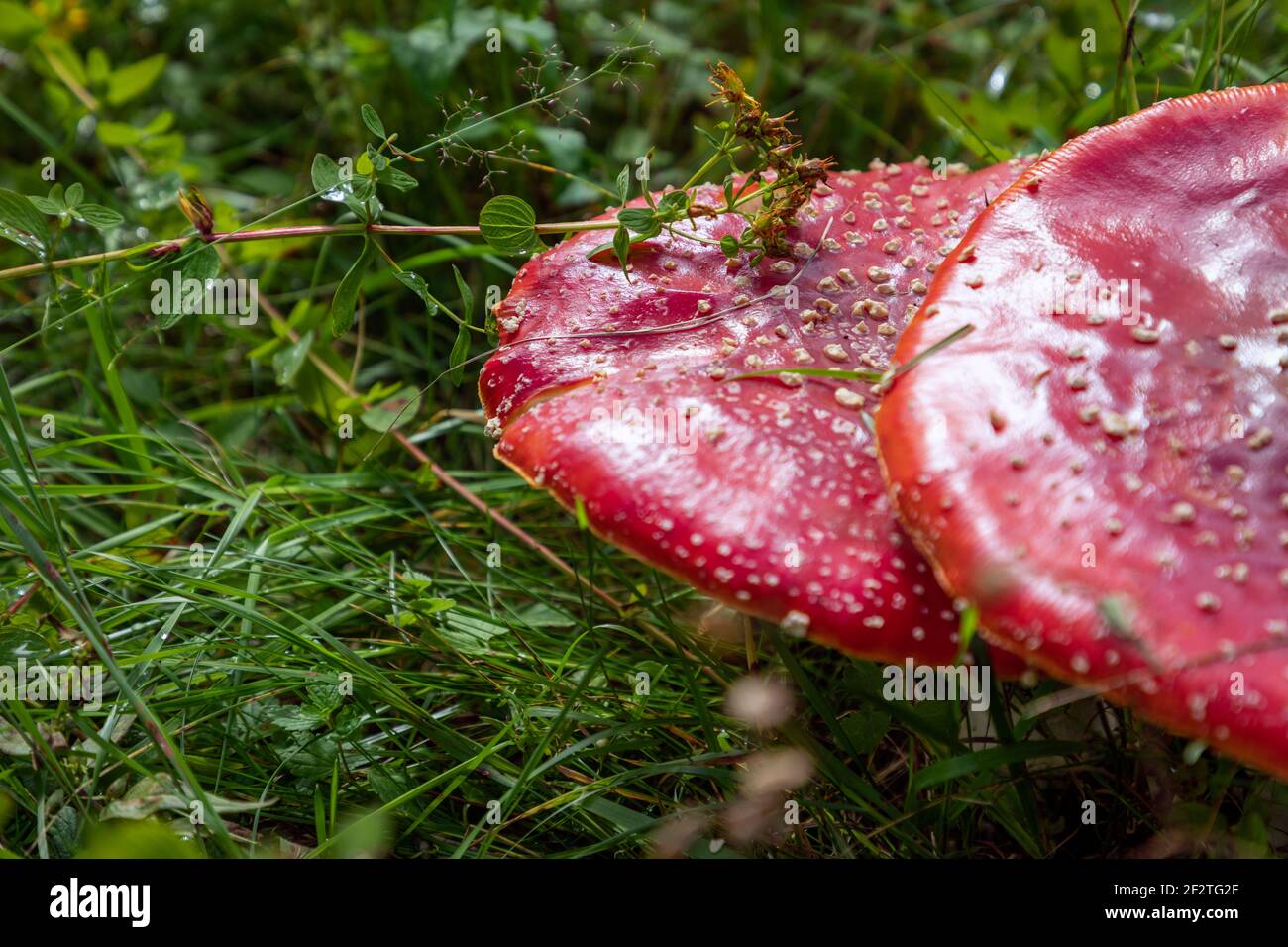 Amanita fungo velenoso nella foresta (fuoco selettivo) Foto Stock