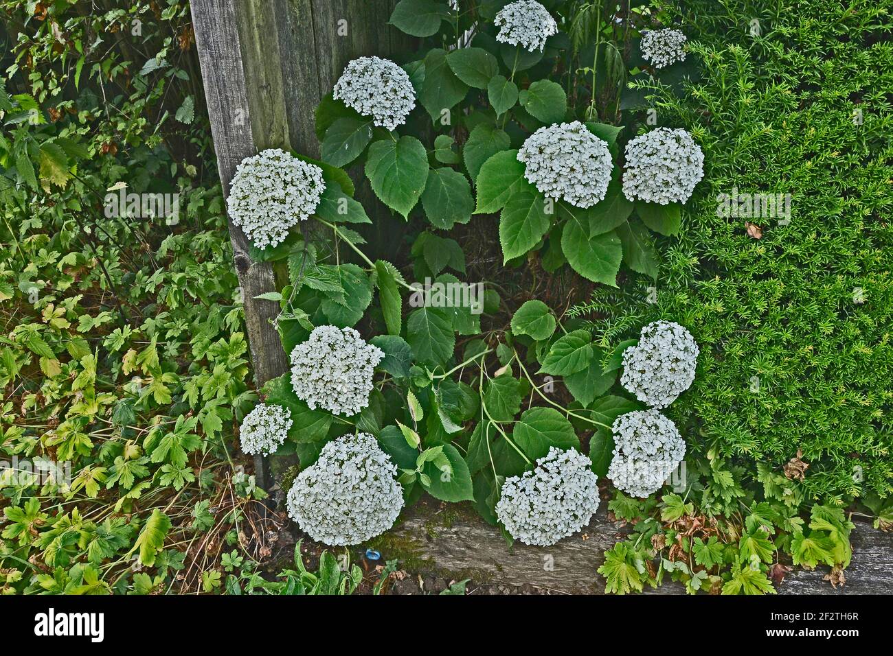 Hydrangea arborescens 'Annabelle' fioritura in un confine di giardino Foto Stock