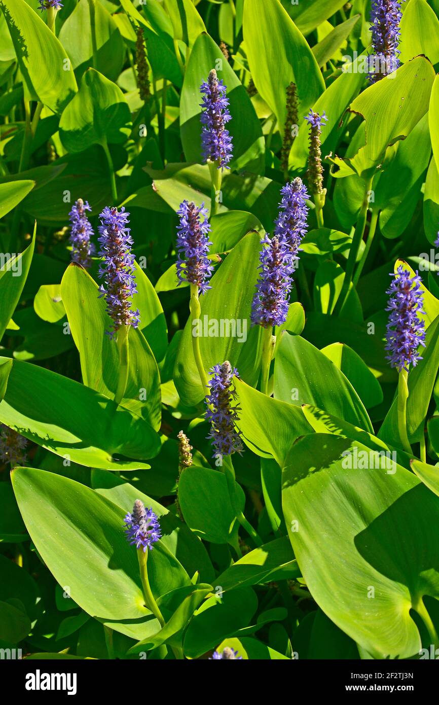 Primo piano di Pontederia cordata pianta acquatica fioritura su un lago Foto Stock