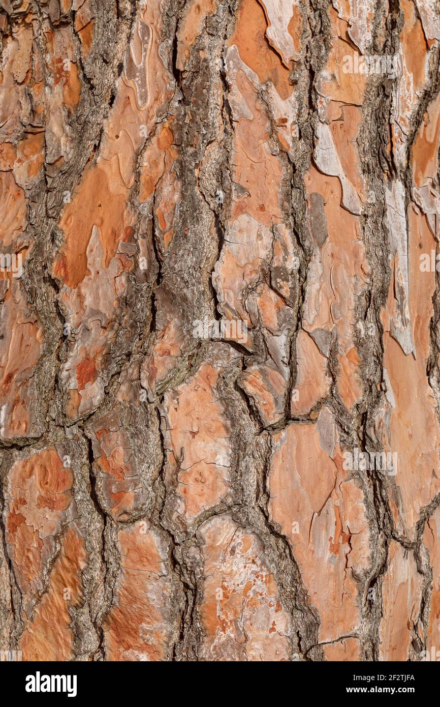 Struttura corteccia di pino, colpo dettagliato. Corteccia di pino naturale sfondo astratto Foto Stock