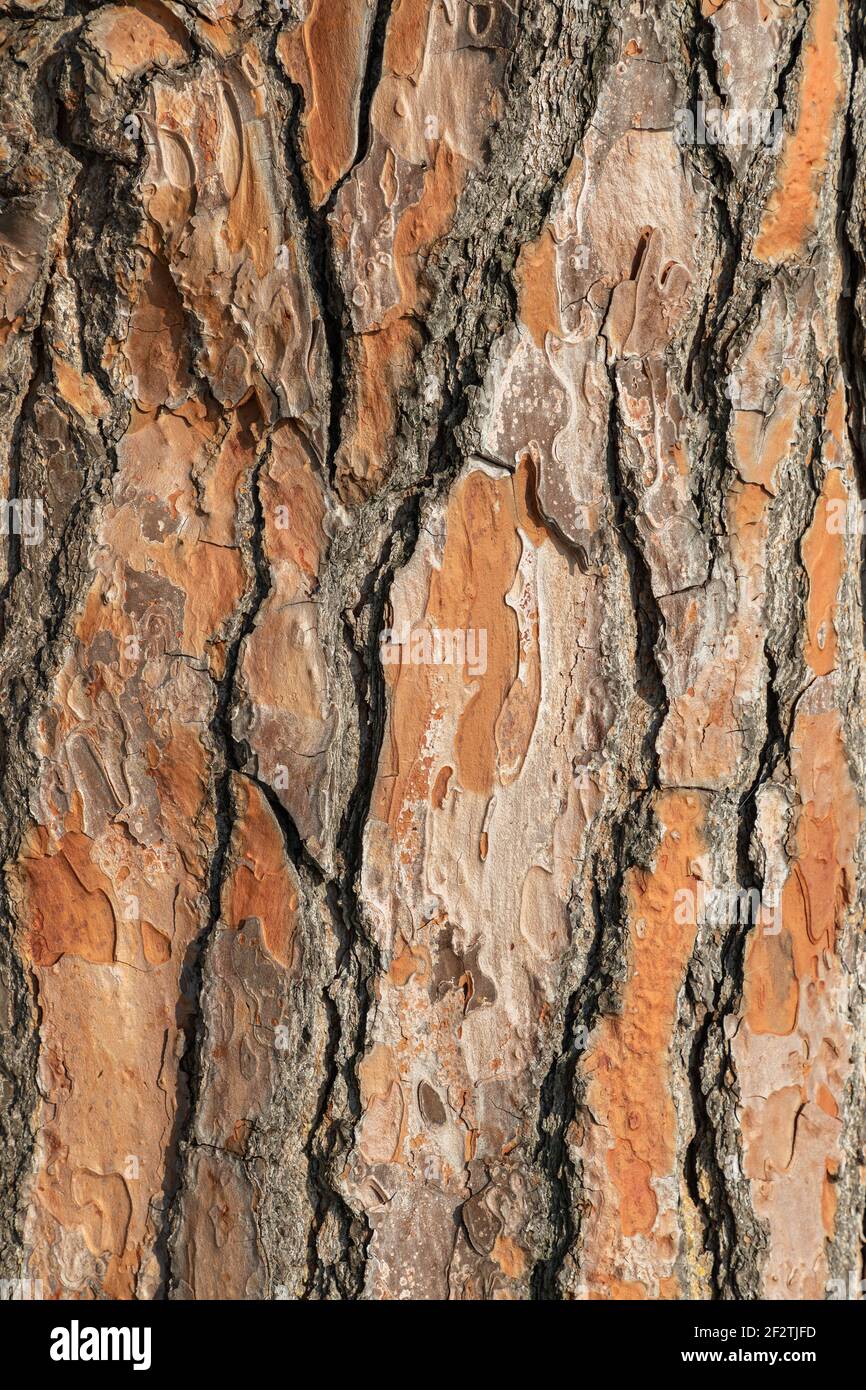 Struttura corteccia di pino, colpo dettagliato. Corteccia di pino naturale sfondo astratto Foto Stock