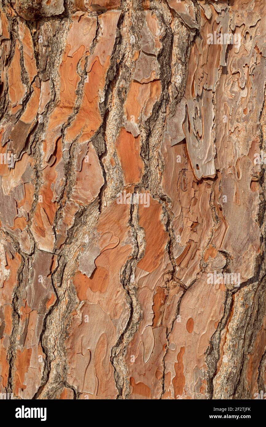 Struttura corteccia di pino, colpo dettagliato. Corteccia di pino naturale sfondo astratto Foto Stock