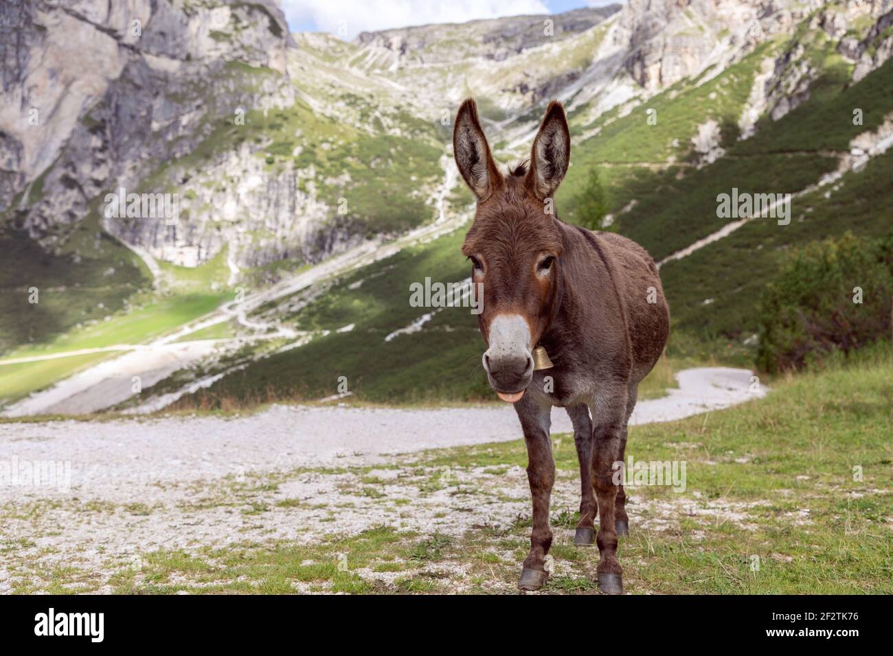 Un asino marrone con orecchie erette, un muso pallido e una campanella al collo guarda verso la fotocamera su un pascolo alpino, Alto Adige, Dolomiti, Italia. Foto Stock