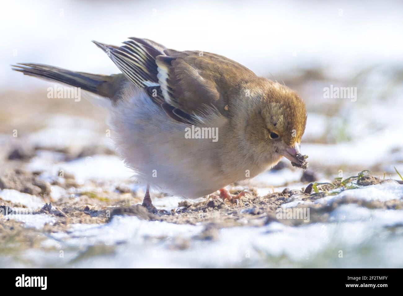 Primo piano di un Chaffinch comune, coelette Fringilla, foraggio di uccelli nella neve, bella fredda impostazione invernale Foto Stock