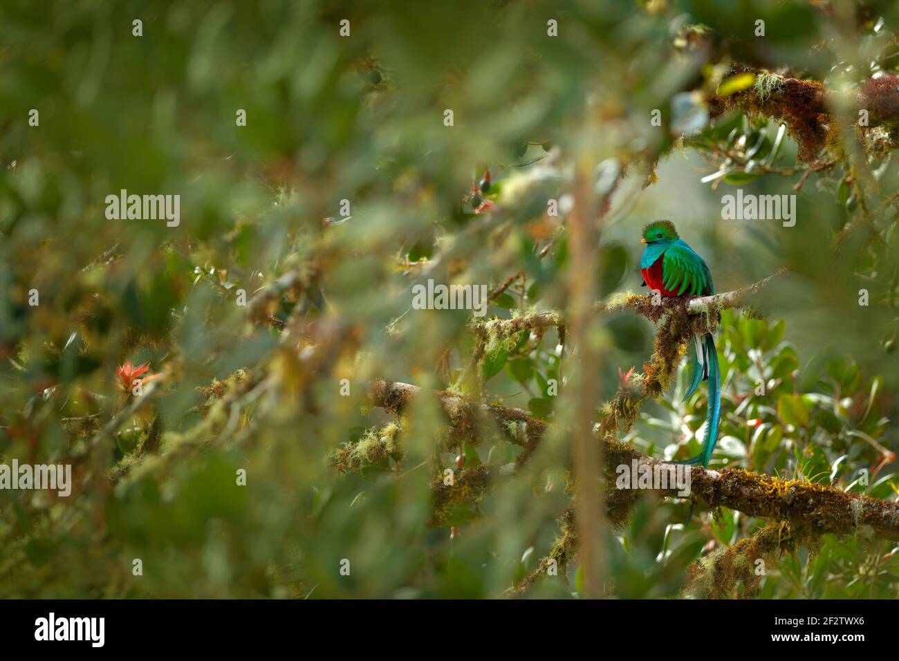 Uccello verde Quetzal, Pharomatachrus mocinno, magnifico uccello verde sacro dal Costa Rica. Raro animale magico nella foresta tropicale di montagna. Birdwatching in Foto Stock