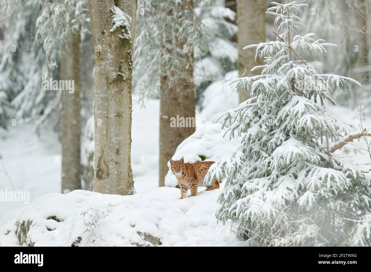 Lynx nella foresta di neve. Eurasian Lynx in inverno. Scena faunistica dalla natura ceca. Gatto innevato in habitat naturale. Madre con giovane famiglia di gatti selvatici. Lynx Foto Stock