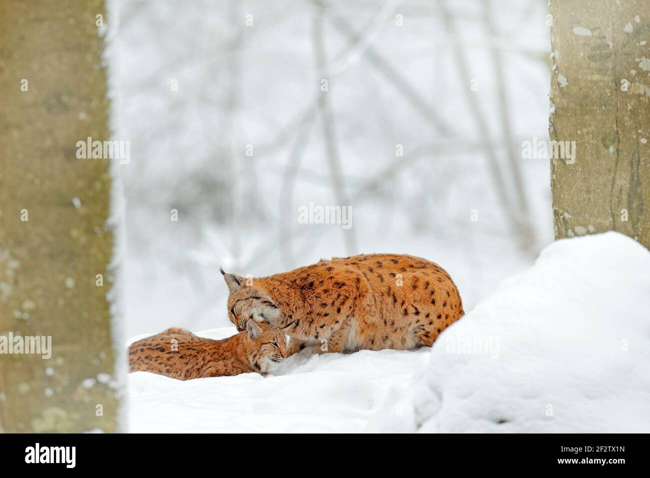 Madre con giovane famiglia di gatti selvatici. Lynx in habitat naturale. Due gatti, alberi neve. Lynx nella foresta di neve. Eurasian Lynx in inverno. Scena della fauna selvatica Foto Stock