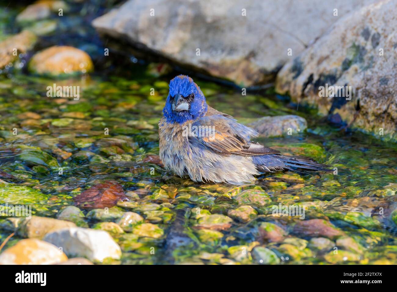 01533-00902 Blue Grossbeak (Passerina caerulea) maschile bagno Marion Co. Il Foto Stock
