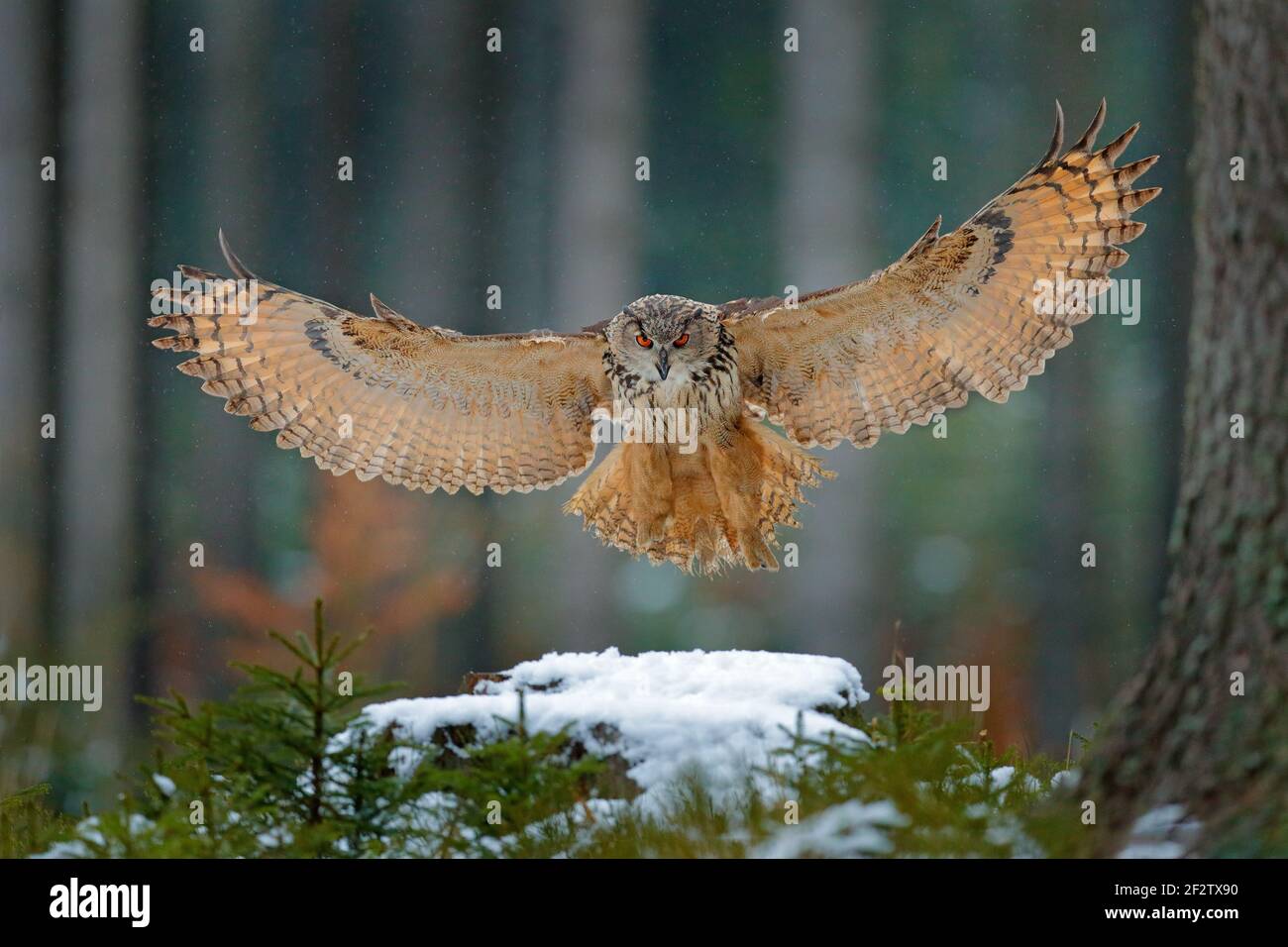Aquila gufo atterrando su un ceppo di alberi innevati nella foresta. Gufo di aquila volante con ali aperte in habitat con alberi, mosca di uccello. Scena invernale d'azione dalla natura, wi Foto Stock
