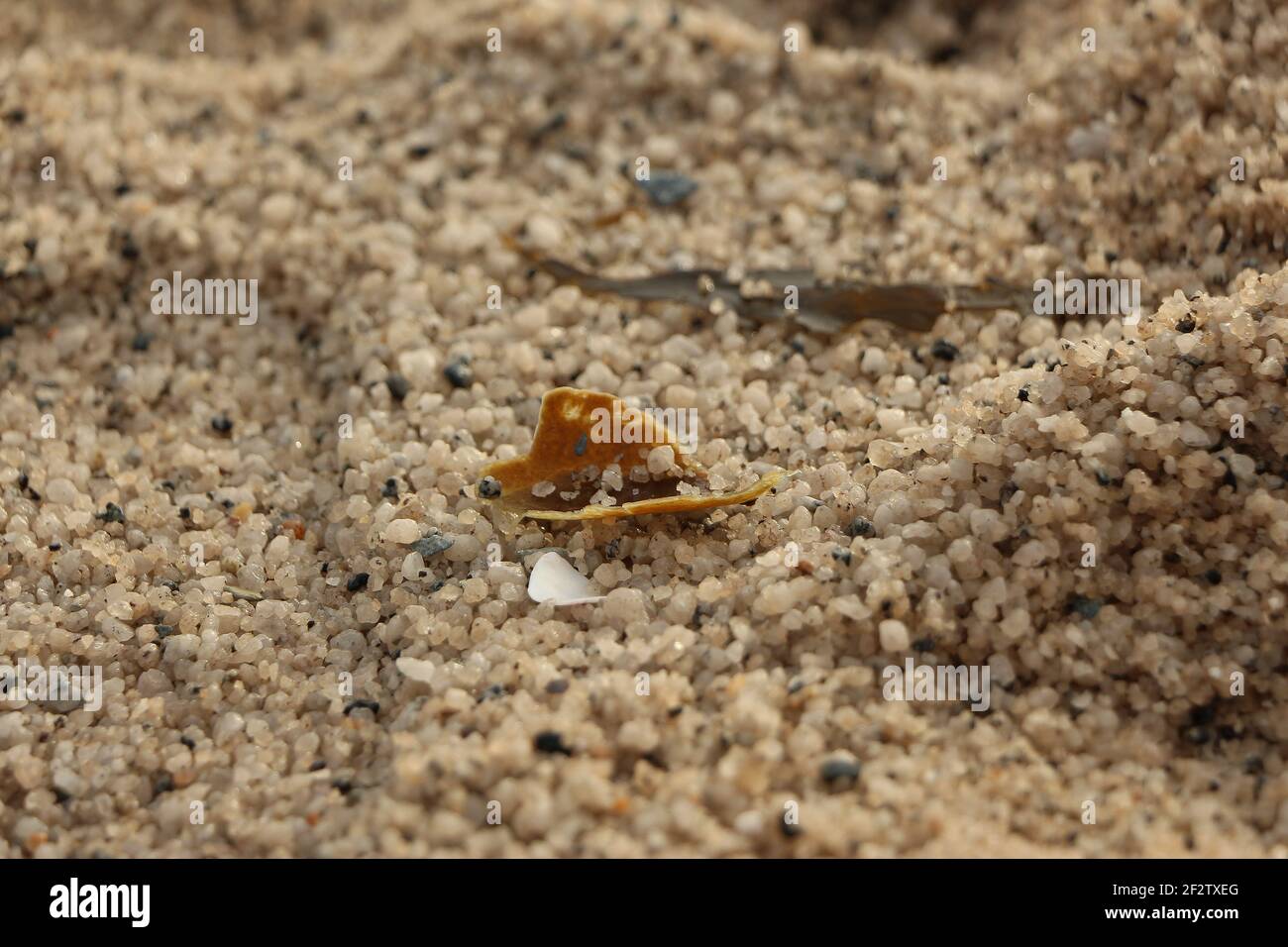 Alghe giace sulla sabbia finissima della spiaggia di Carlyon Bay in Cornovaglia, Inghilterra Foto Stock