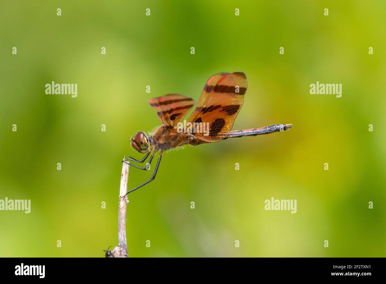 06579-00906 Halloween Pennant (Celithemis eponina) maschio Marion Co. Il Foto Stock
