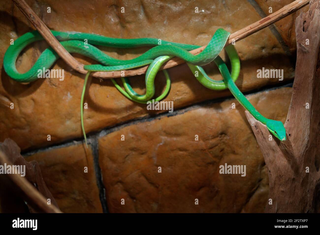 Serpente di vite verde, Oxybelis fulgido, in habitat scuro. Serpente non velenoso nell'habitat naturale. Animale del Sud America. Serpente blu giallo nel n Foto Stock