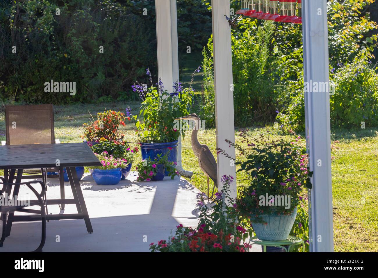 00684-05416 Great Blue Heron (Ardea herodias) sul patio giardino Marion Co. Il Foto Stock