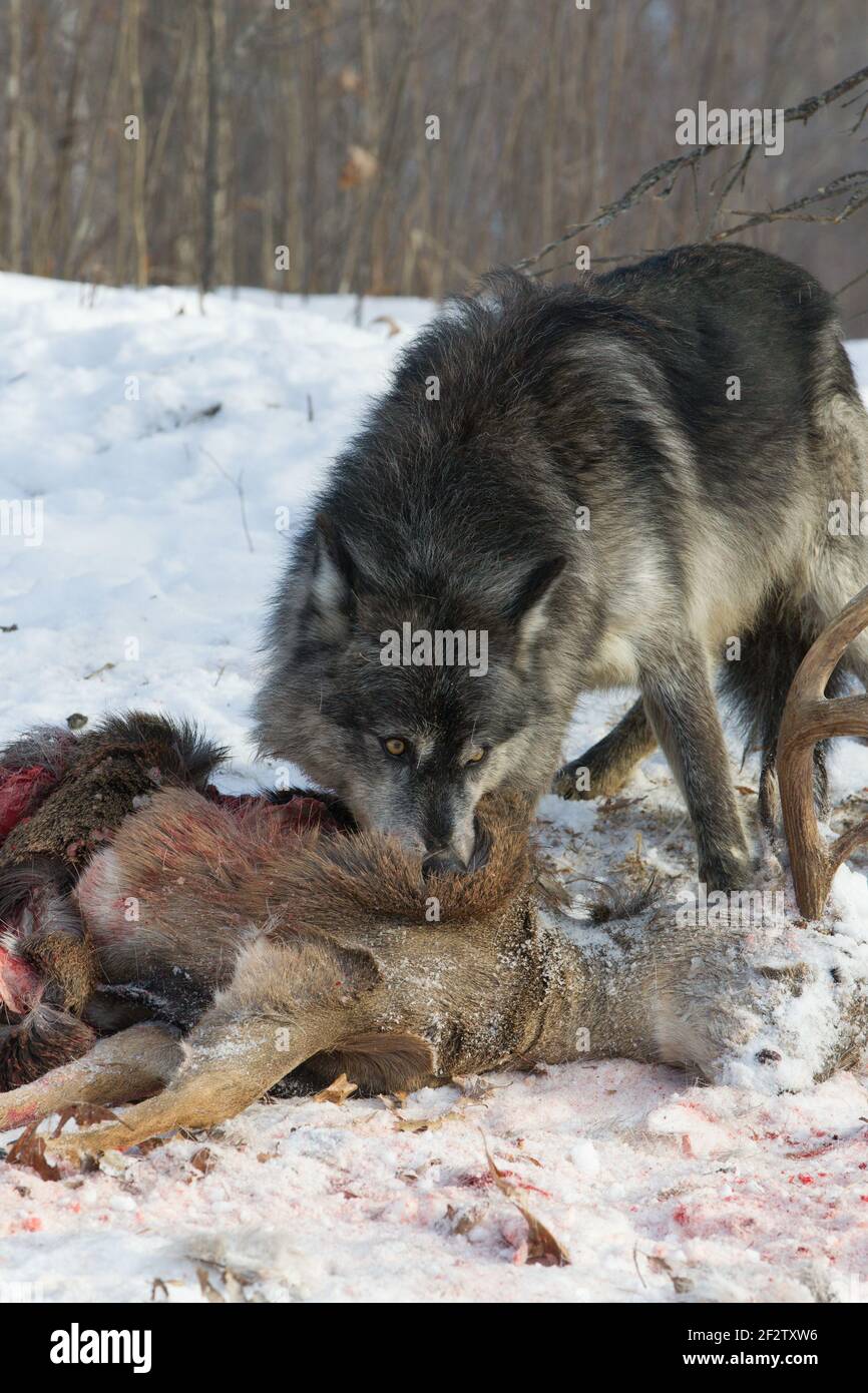 Un pacco di lupi grigi (lupus canis) mangia e un cervo uccide in Minnesota, Stati Uniti. Foto Stock