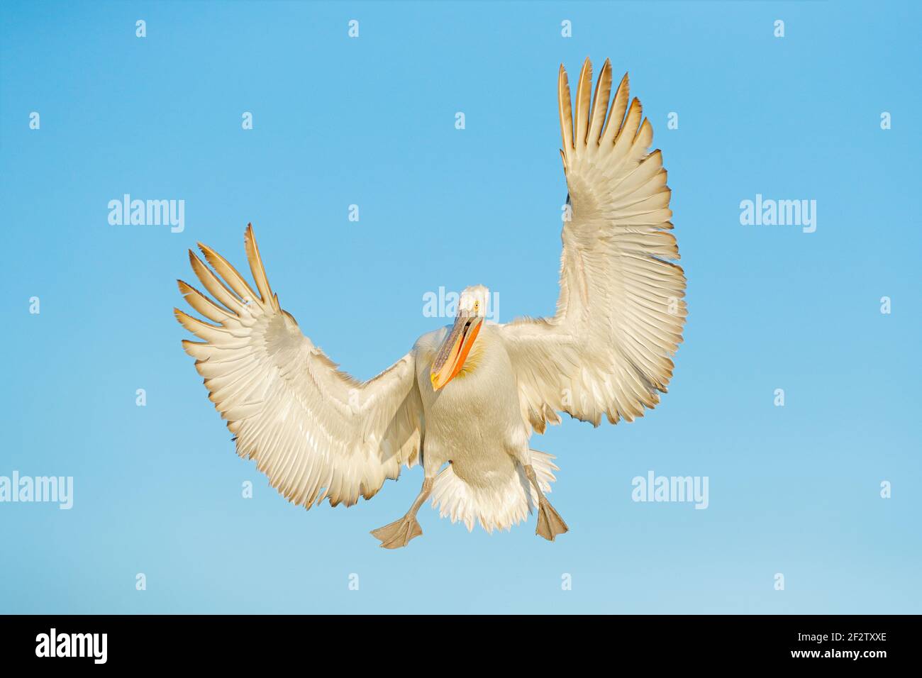 Uccello in volo. Pellicano dalmata, Pelecanus Crispus, nel lago Kerkini, Grecia. Palicano con ala aperta, animale da caccia. Scena faunistica dalla natura europea. Foto Stock