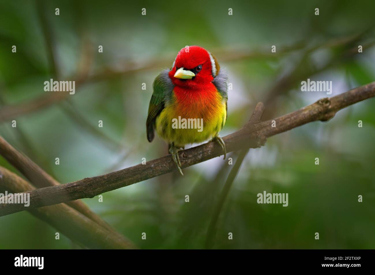 Barbet a testa rossa, vera Blanca, Costa Rica, uccello di montagna grigio e rosso esotico, scena di fauna selvatica dalla natura. Birdwatching in Sud America. Bella b Foto Stock