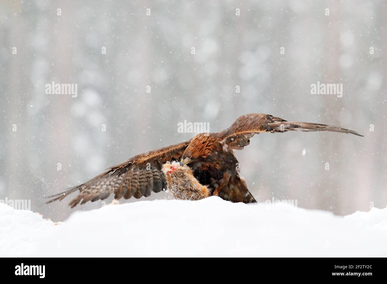 Fauna selvatica in inverno. Scena selvaggia con uccello dalla natura invernale. Golden Eagle con lepre di cattura in inverno innevato. Lepre di cattura dell'uccello. Comportamento degli animali. Innevato Foto Stock