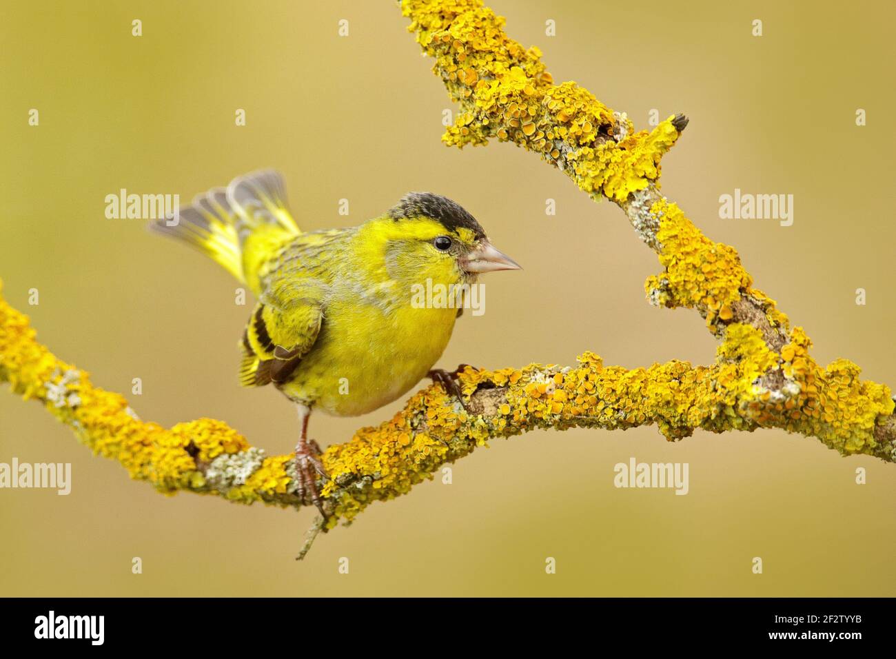 Uccello giallo. Eurasian Siskin, Carduelis spinus, seduto sul ramo con lichene giallo, sfondo chiaro. Scena della fauna selvatica nella natura. Bella y Foto Stock