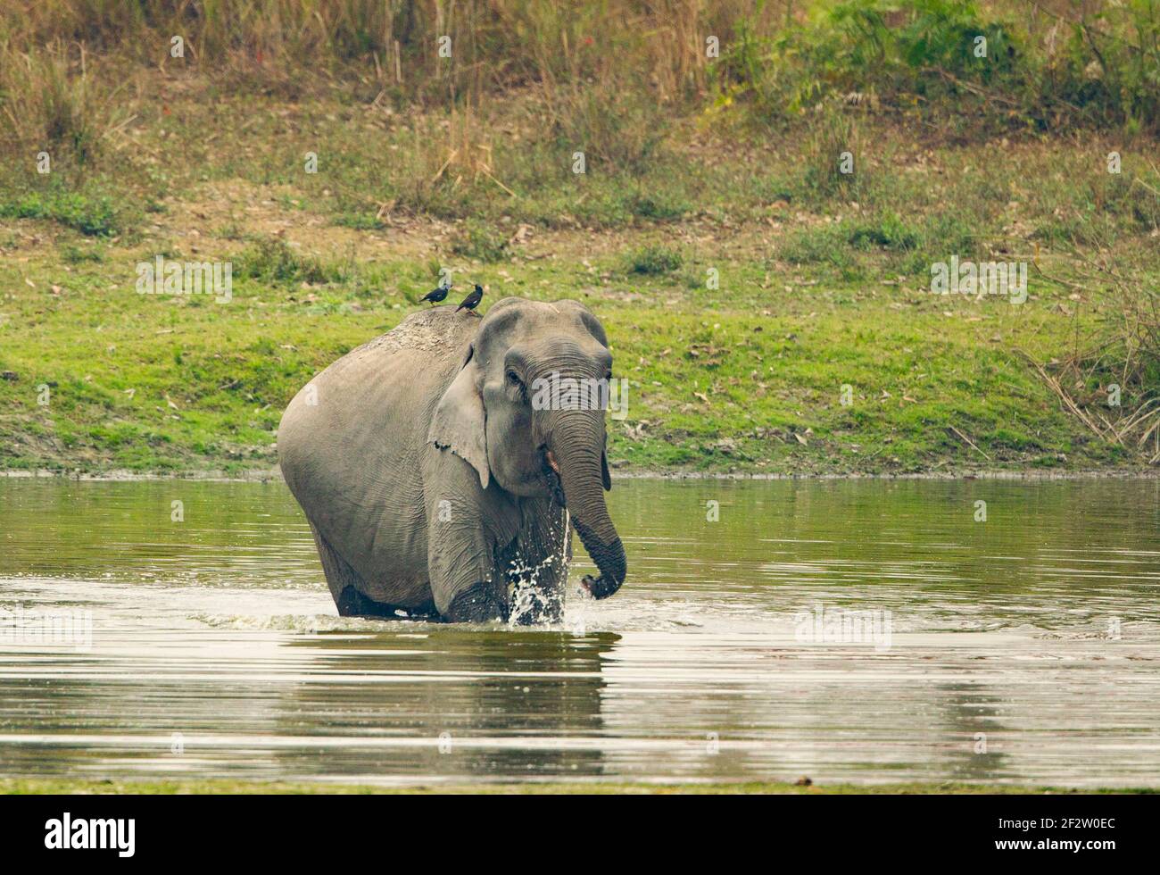 Elefante asiatico (Elephas maximus) che attraversa un fiume Foto Stock