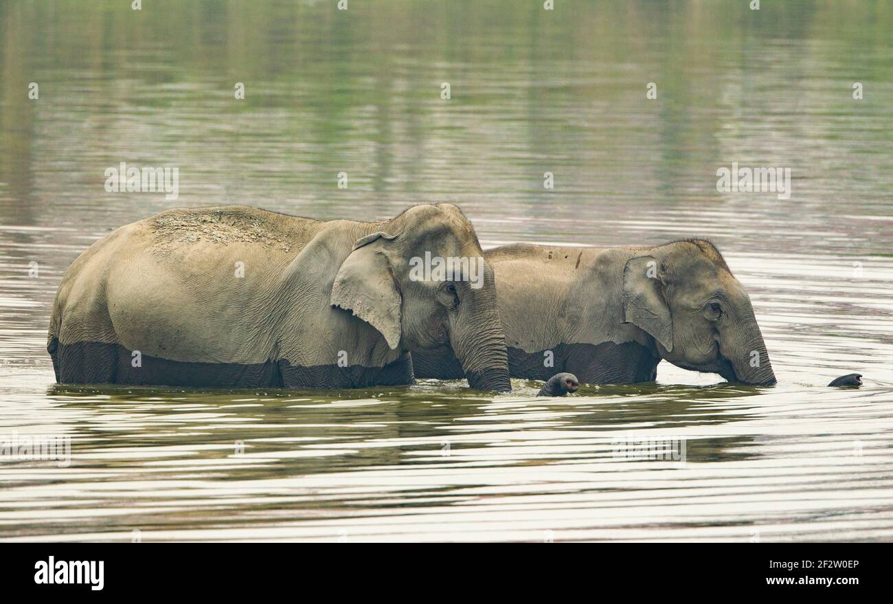 Elefanti asiatici (Elefas maximus) che attraversano un fiume Foto Stock
