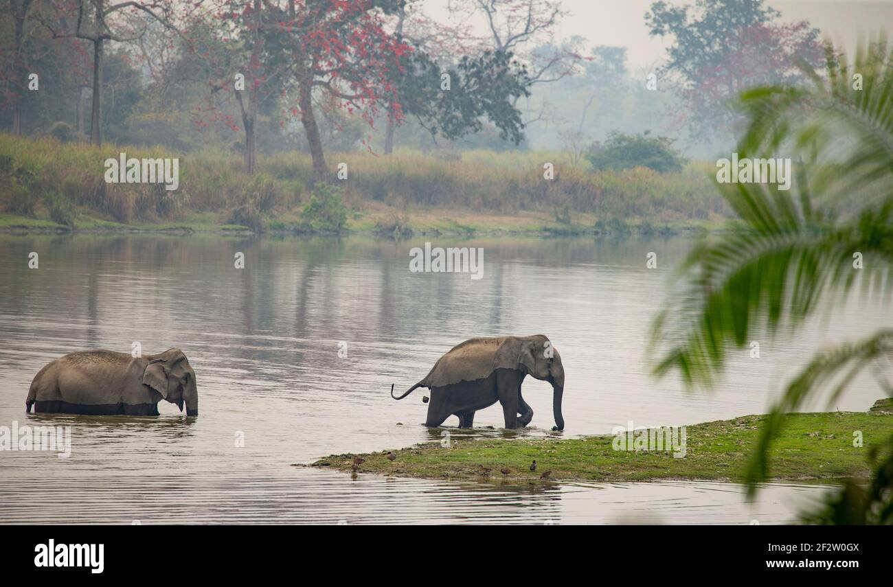 Elefanti asiatici (Elefas maximus) che attraversano un fiume Foto Stock