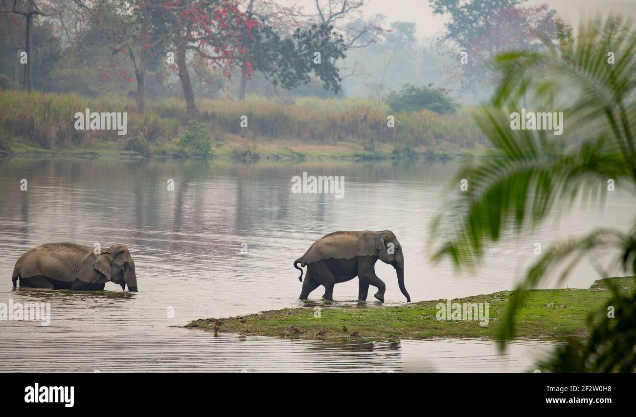 Elefanti asiatici (Elefas maximus) che attraversano un fiume Foto Stock