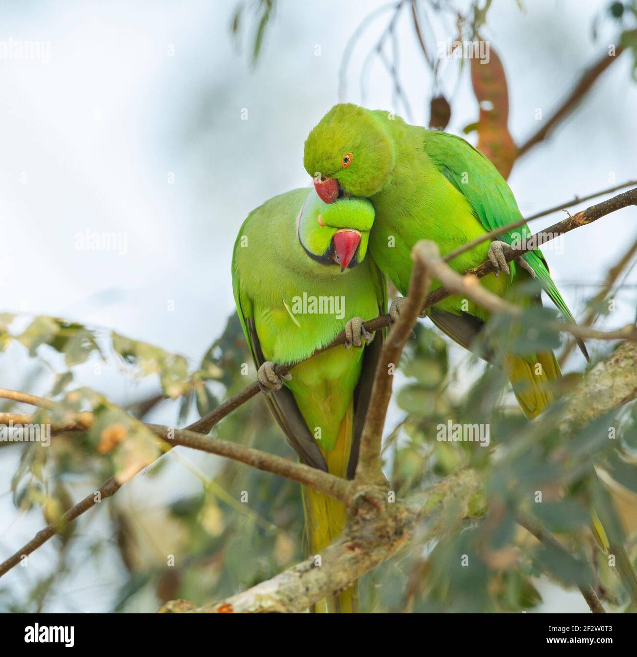 Parakeet rosa-ring (Psittacula krameri) maschio e femmina si prefingono Foto Stock