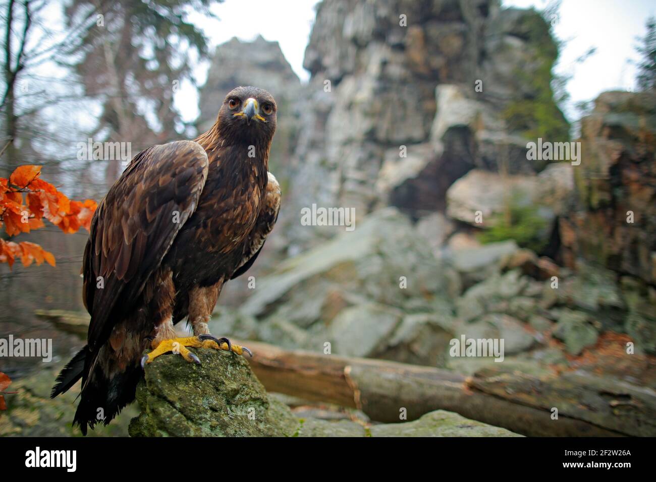 Eagle, ampia gamma, habitat di roccia di pietra. Aquila, Aquila crisaetos, tra le montagne di pietra. Autunno arancio lasciare scena con uccello. Aquila nel Foto Stock