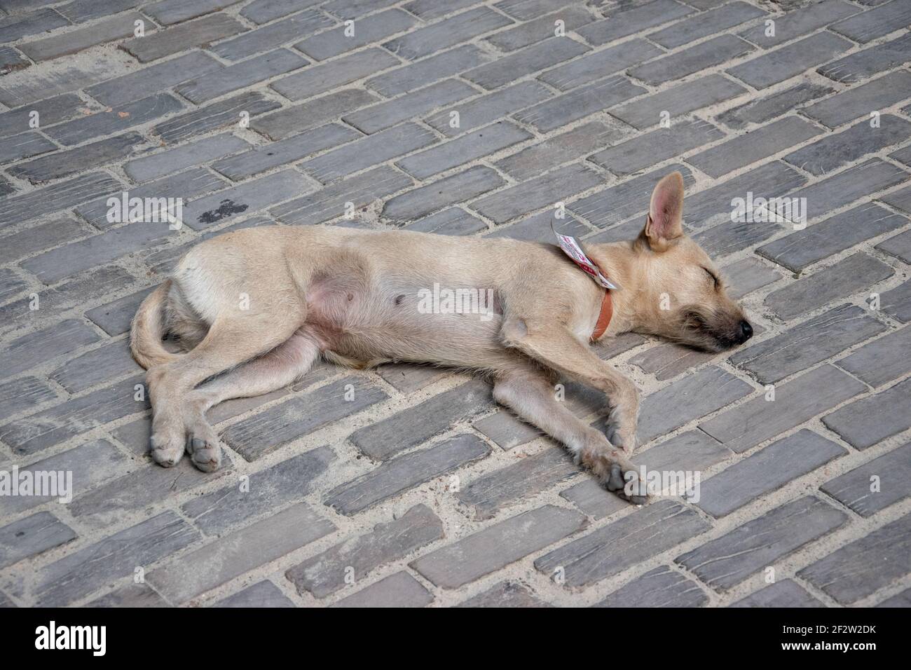 A l'Avana Cuba, più di una dozzina di istituzioni statali hanno 'adottato' un cane randagio, che viene poi rilasciato con una carta d'identità statale ufficiale recante la sua Foto Stock