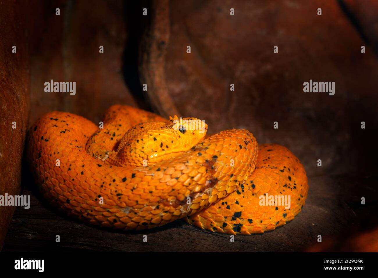 Palmo di palma eyelash Viper. Serpente veleno dal Costa Rica. Palma gialla di Eyelash Pitviper, Bothriechis schlegeli, sul ramo di muschio verde, habitat naturale, Panam Foto Stock