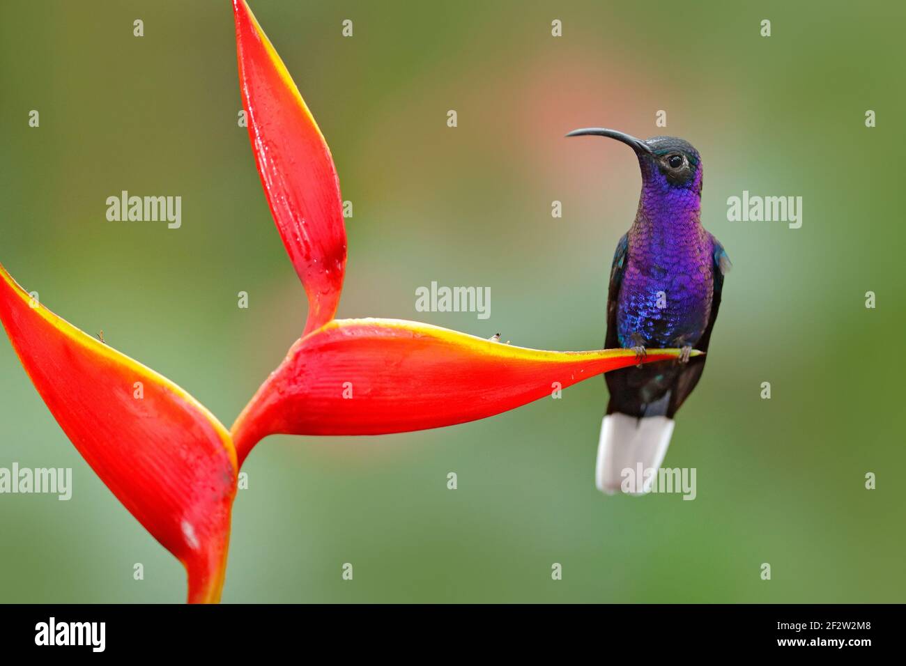 Uccello Tropico con fiore rosso. Hummingbird, scena di fauna selvatica d'azione dalla natura. Hummingbird dal Costa Rica nella foresta tropicale. Grande uccello blu violetto Sabrew Foto Stock