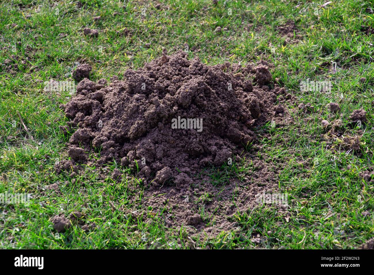cumulo singolo su prato di primavera con suolo fresco bronco Foto Stock