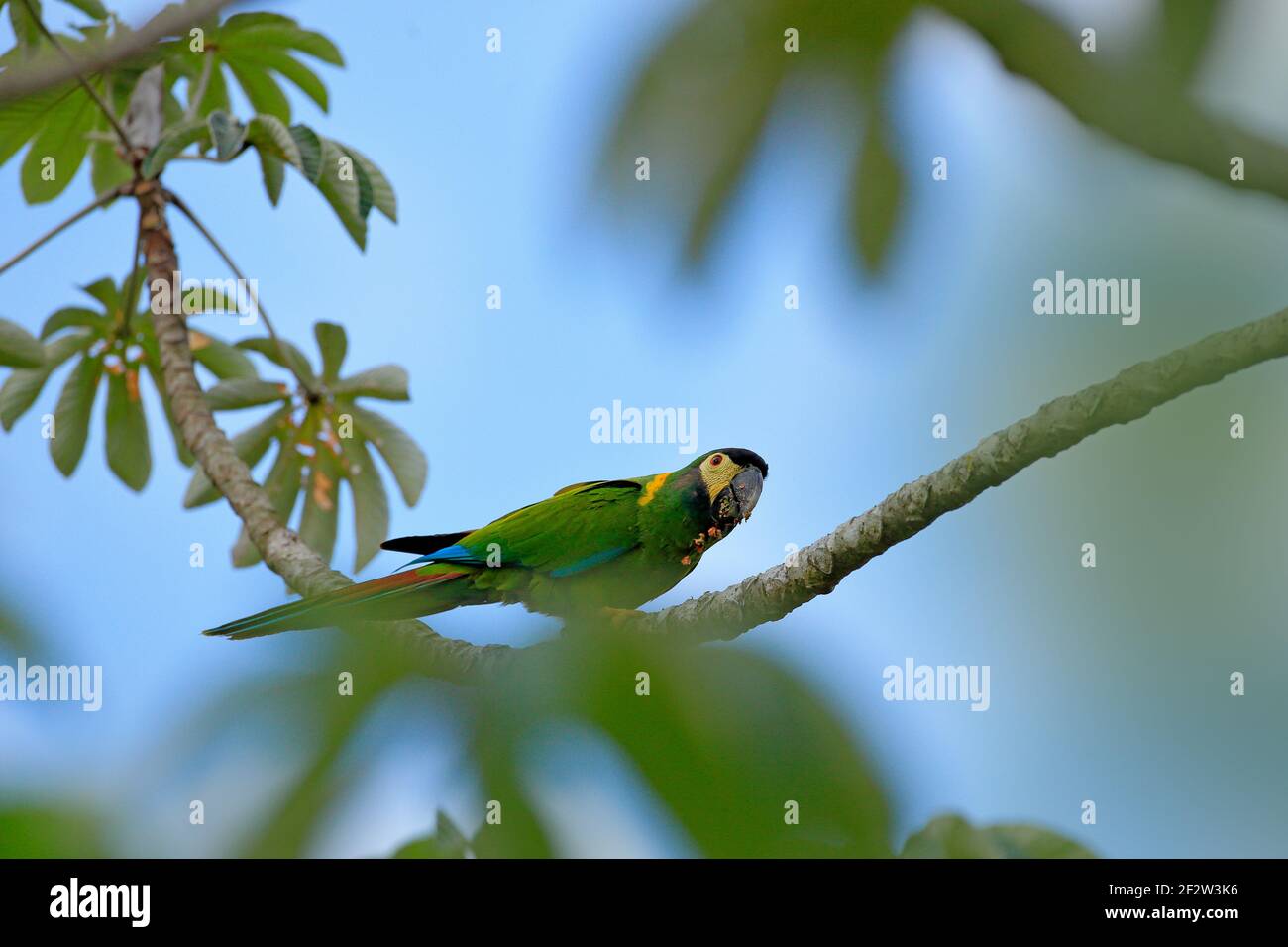 Macaw giallo-colato, Primolius auricollis, Ritratto pappagallo verde grande, Pantanal, Brasile, Sud America. Bellissimo uccello raro nell'habitat naturale. Wi Foto Stock