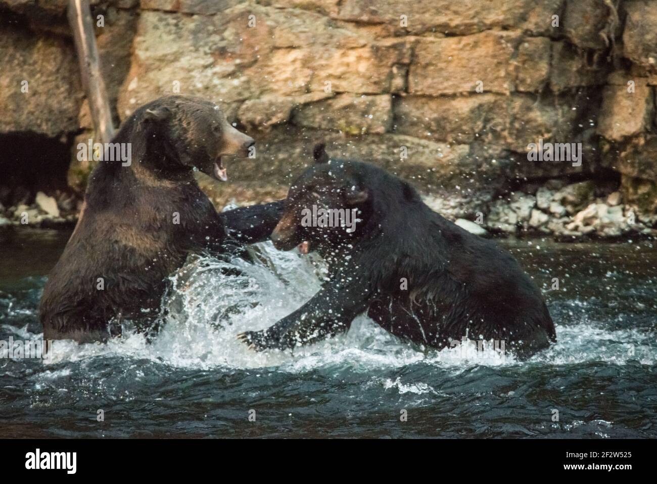 Foto d'azione di due orsi grizzly che combattono su una carcassa mentre rotolano lungo il fiume Yellowstone, Yellowstone National Park, USA Foto Stock