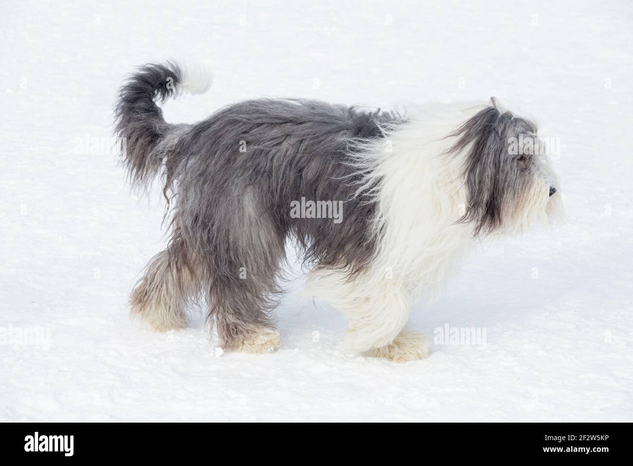 Il carino cane da pastore di bobtail cammina sulla neve bianca nel parco invernale. Animali domestici. Cane purebred. Foto Stock