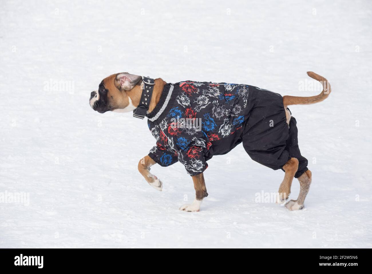 Carino cucciolo tedesco di pugile in un bellissimo abbigliamento per animali domestici sta camminando su una neve bianca nel parco invernale. Animali domestici. Cane purebred. Foto Stock