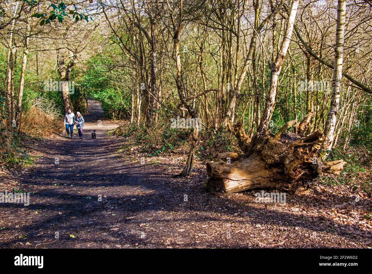 Camminare il cane in Lesnes Abbey Woods. Foto Stock