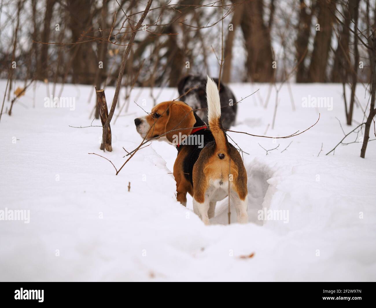Cani in inverno a caccia nei boschi o in campo. Cane tedesco Caccia e Beagle Foto Stock
