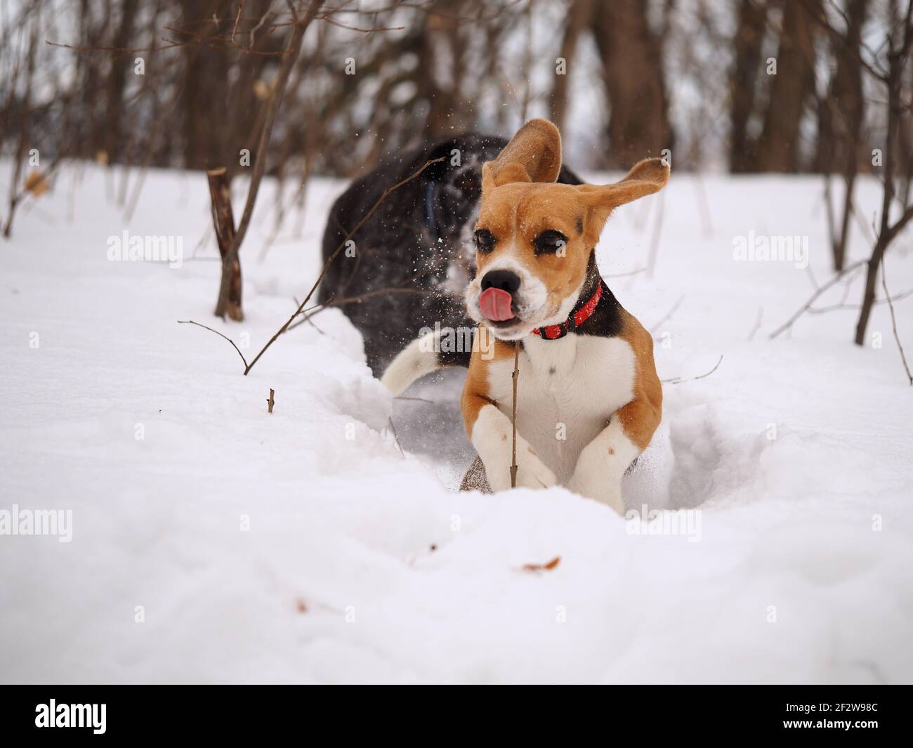 Cani in inverno a caccia nei boschi o in campo. Cane tedesco Caccia e Beagle Foto Stock