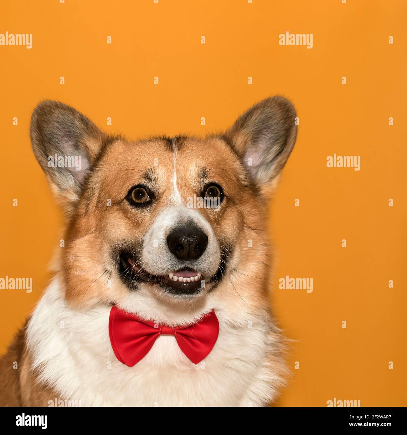 cani di puppy corgi con orecchie grandi su sfondo giallo isolato verticale Foto Stock