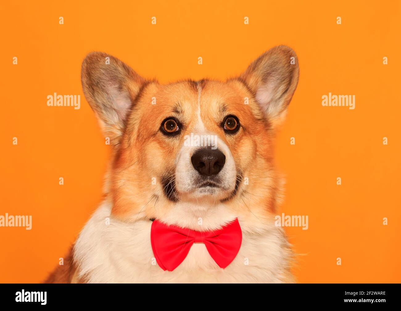 simpatici cani di funghi cuccioli con grandi orecchie su giallo isolato ritratto di sfondo Foto Stock