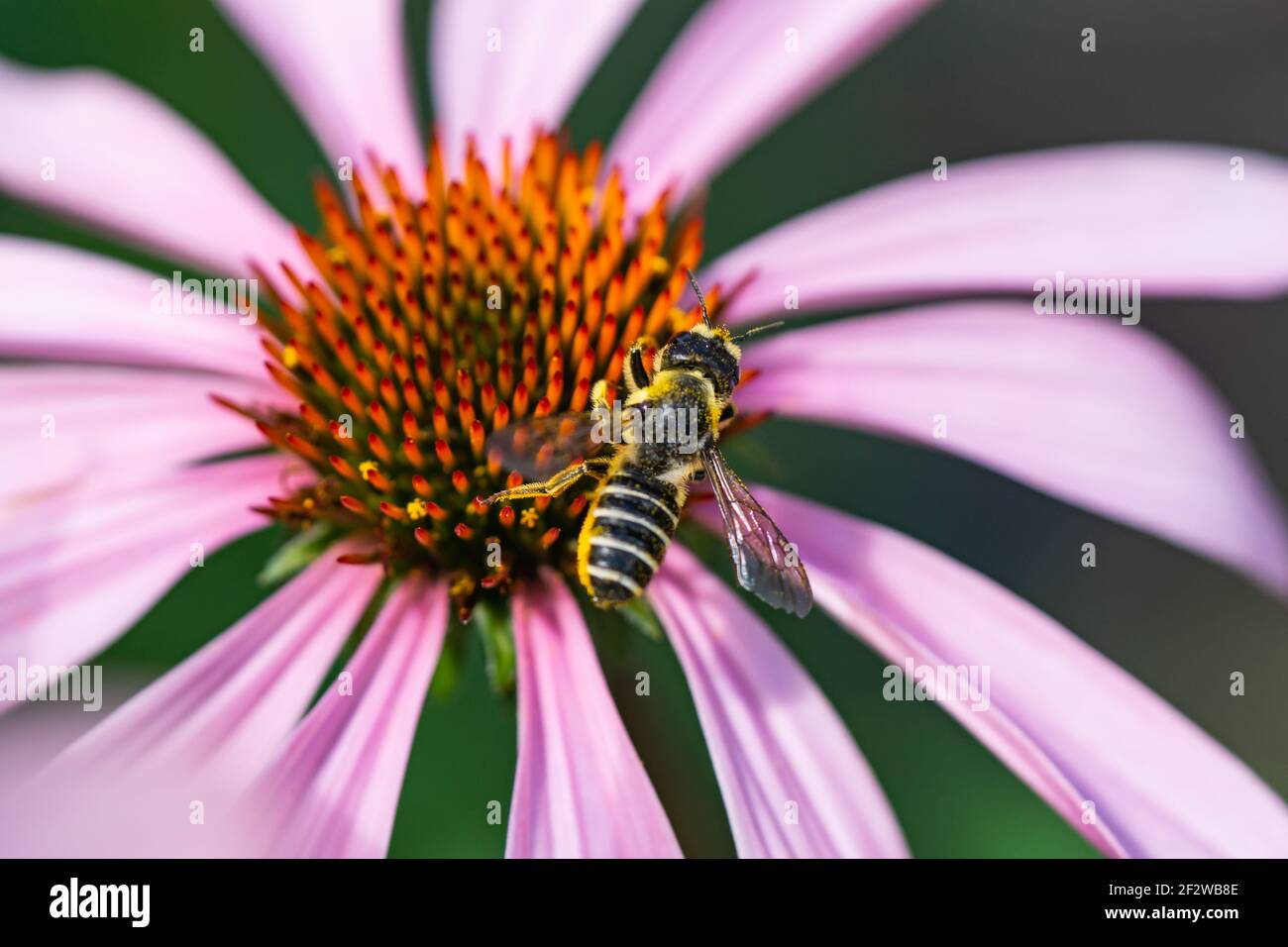 Pugnacious Leafcutter Bee su fiori di Echinacea Foto Stock