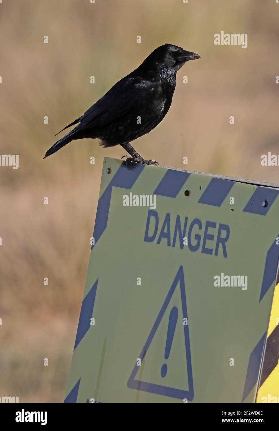 Carrion Crow (Corvus corone corone corone) adulto appollaiato su un cartello di pericolo Eccles-on-Sea, Norfolk, UK Novembre Foto Stock