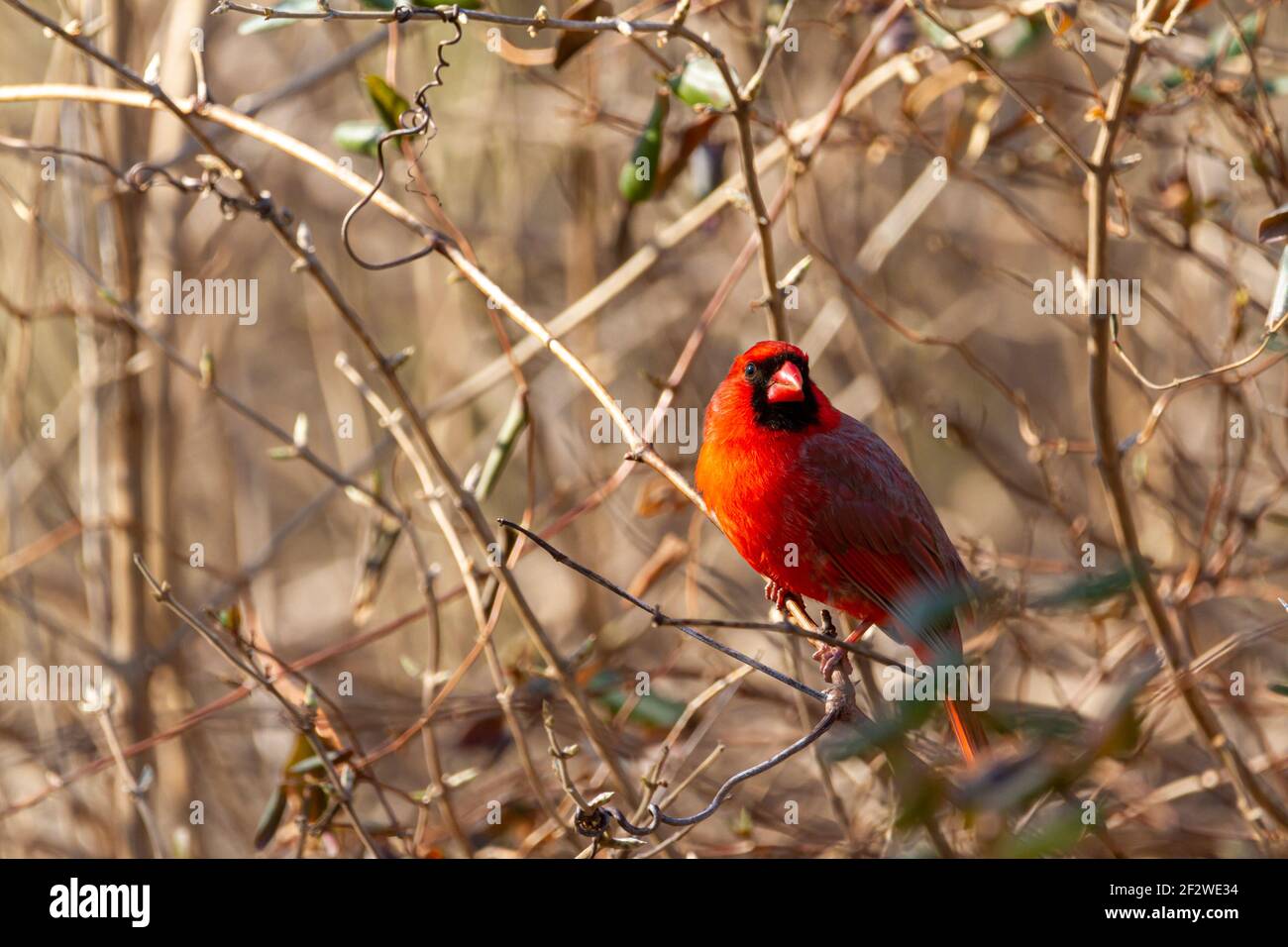 Primo piano immagine di un cardinale maschile del nord (Cardinalis Cardinalis) che in inverno si trova in un cespuglio nel Maryland, USA. Questo uccello canzone rosso brillante ha nero Foto Stock