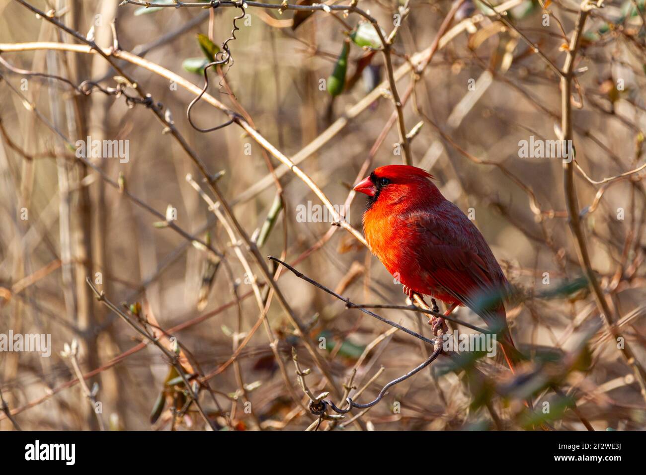 Primo piano immagine di un cardinale maschile del nord (Cardinalis Cardinalis) che in inverno si trova in un cespuglio nel Maryland, USA. Questo uccello canzone rosso brillante ha nero Foto Stock