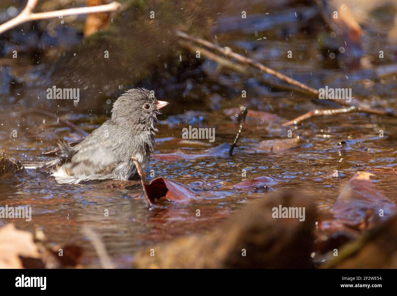 L'ardesia Dark Eyed Junco (Junco hyemalis) è un uccello passerino del Nord America. Questo maschio adulto è stato macchiato avendo un bagno in una pozza d'acqua dentro Foto Stock