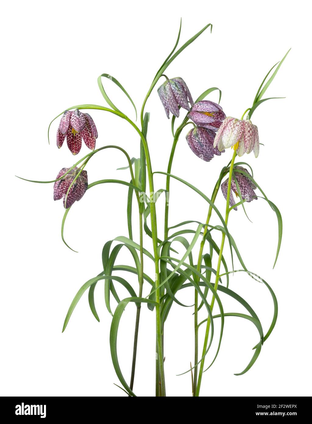 Bouquet di fiori freschi di Fritillaria isolati su sfondo bianco Foto Stock