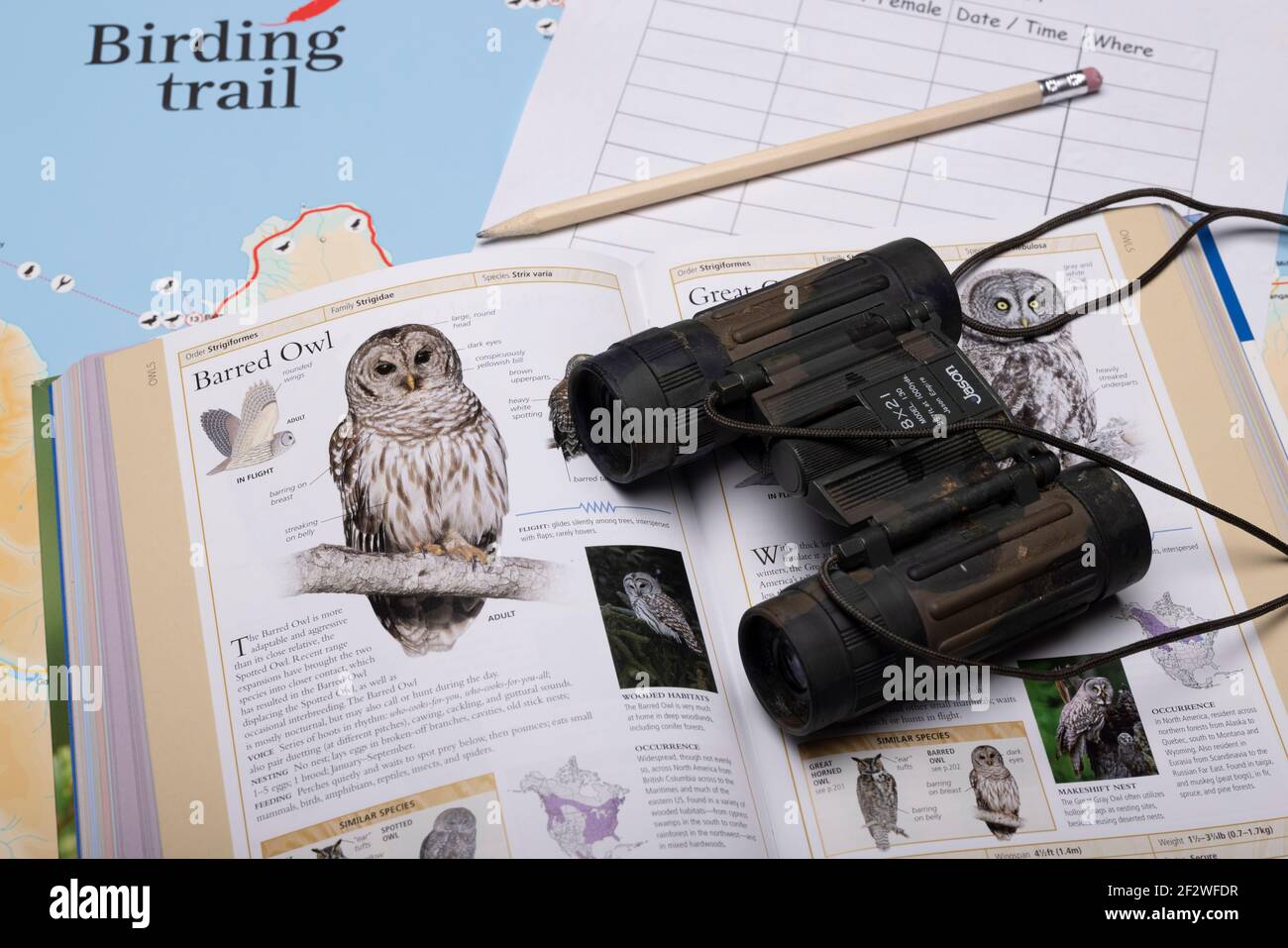 Bird Watching Foto Stock